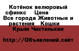 Котёнок велюровый сфинкс. › Цена ­ 15 000 - Все города Животные и растения » Кошки   . Крым,Чистенькая